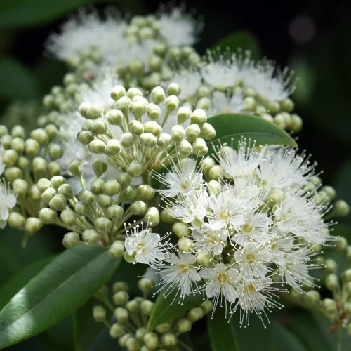 WOODWICK LEMON MYRTLE BEES WAX CANDLE